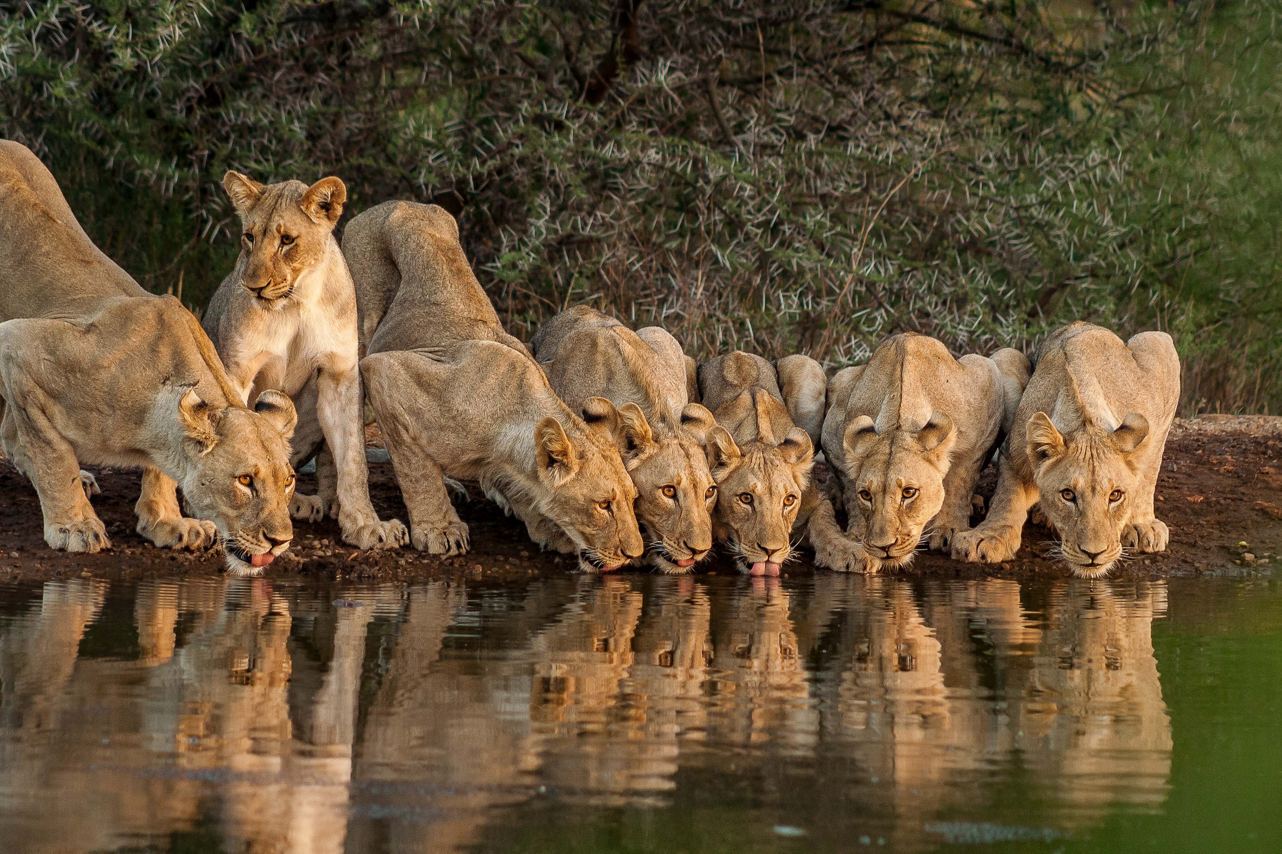 LIONS DRINK IN A LINE
